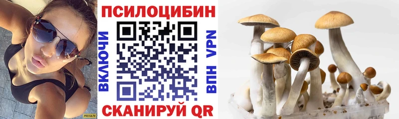 Купить закладки  Тара  Галлюциногенные грибы Psilocybe 